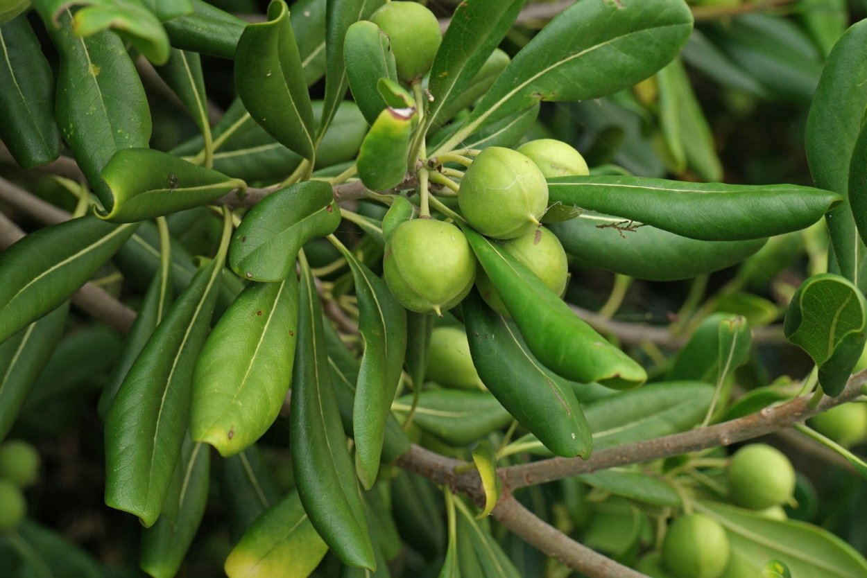 Питтоспорум Тобира (Pittosporum Tobira),