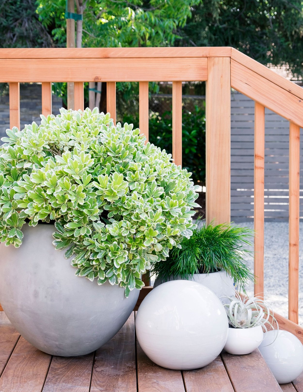 Смолосемянник Тобира