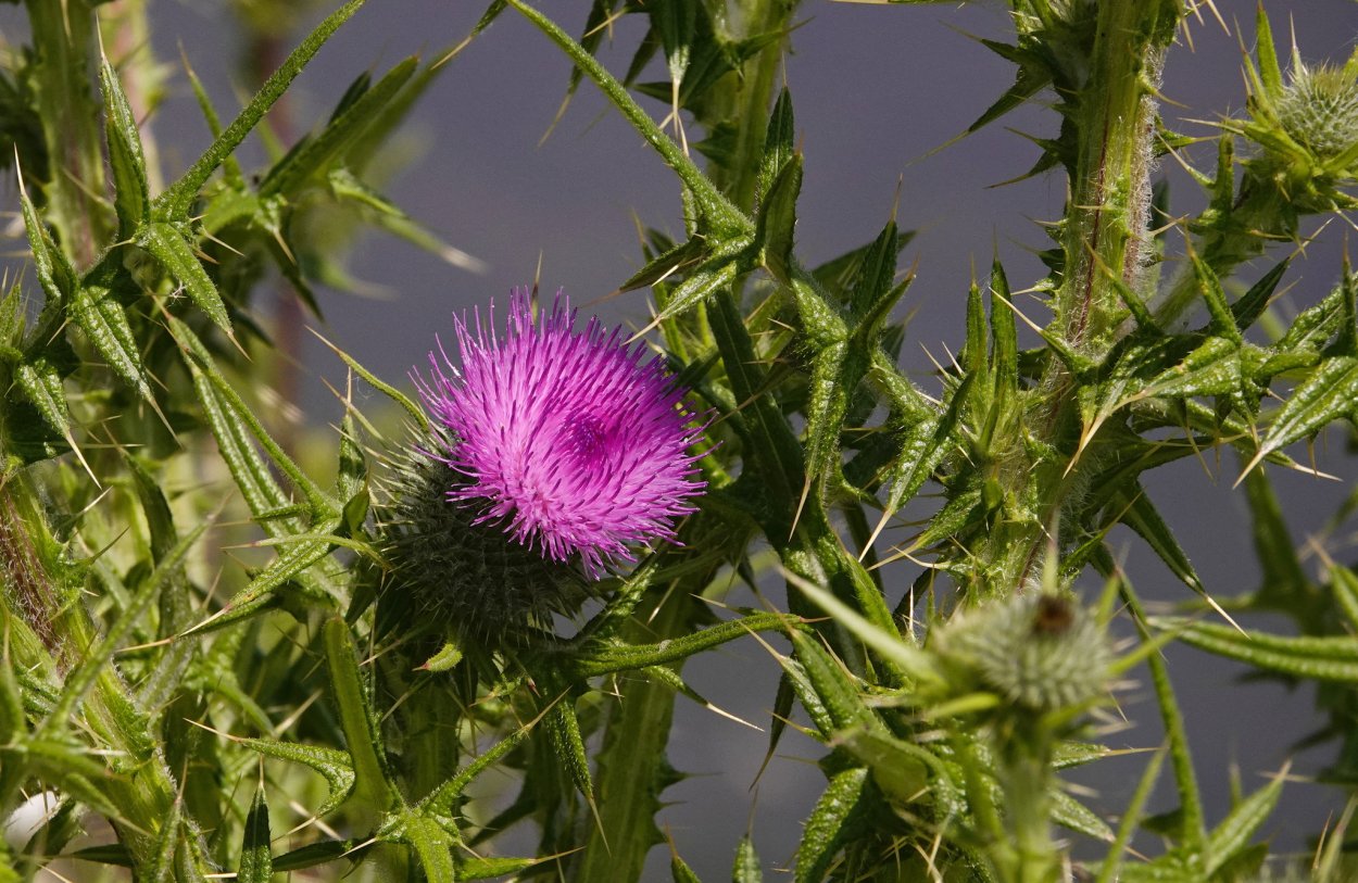 Степная колючка Eryngium Campestre