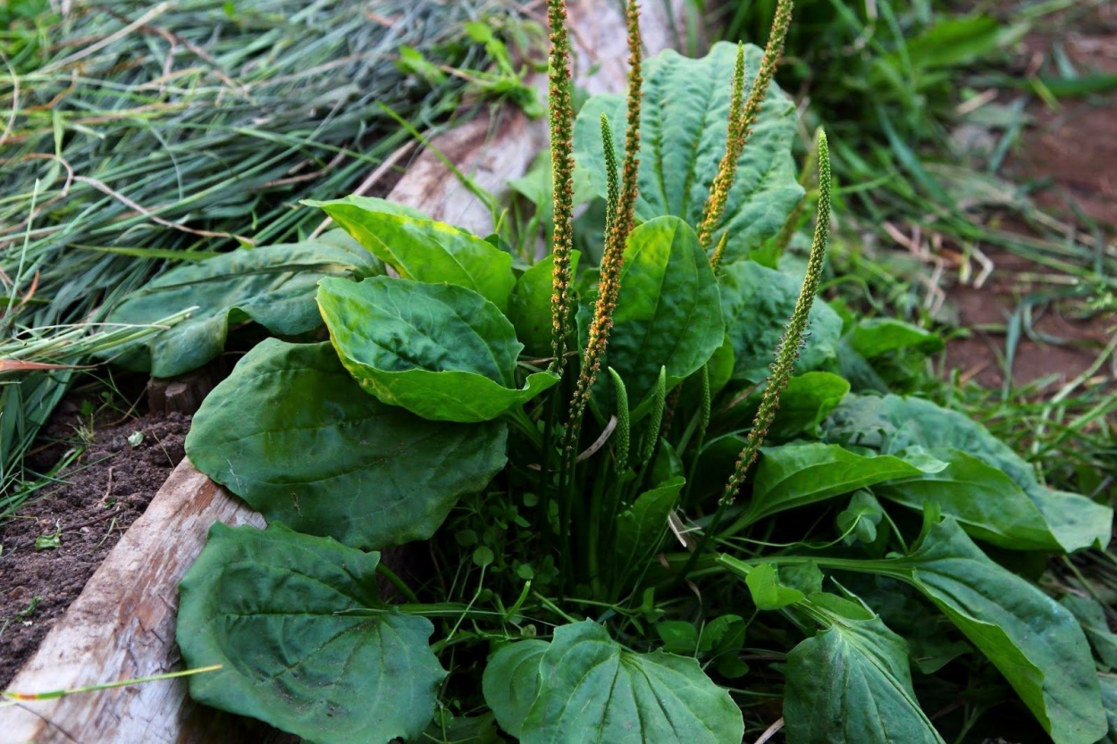 Посконник пятнистый Беби Джой
