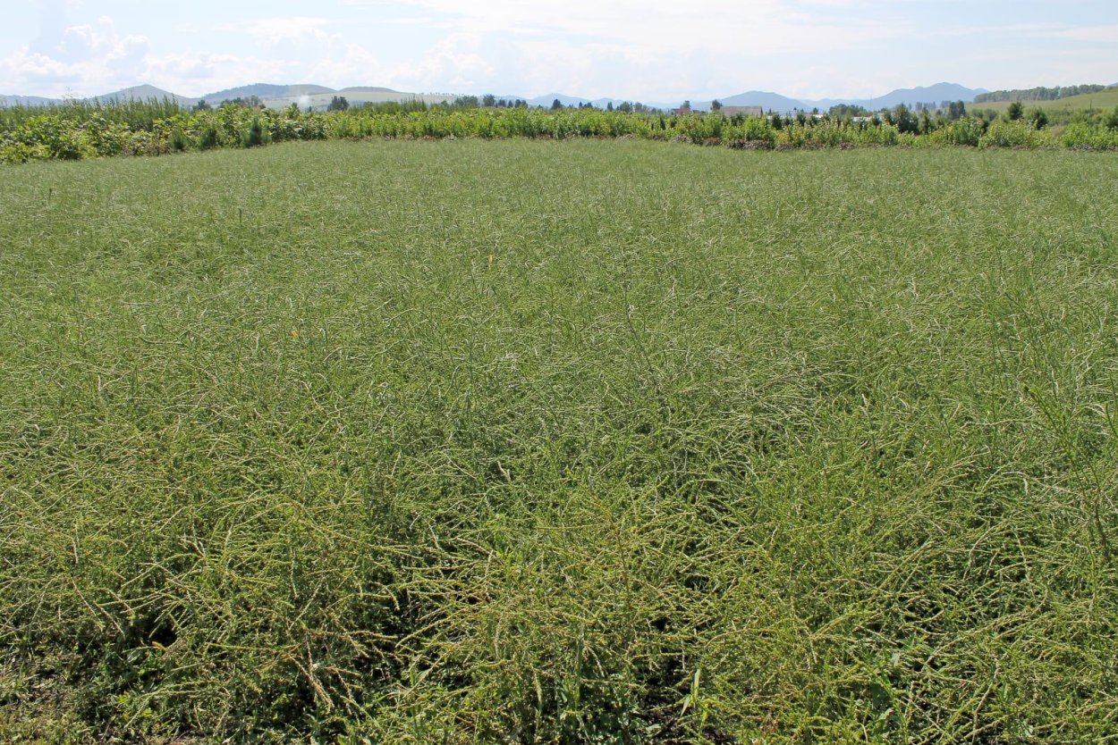 Подорожник морской (Plantago maritima l.),