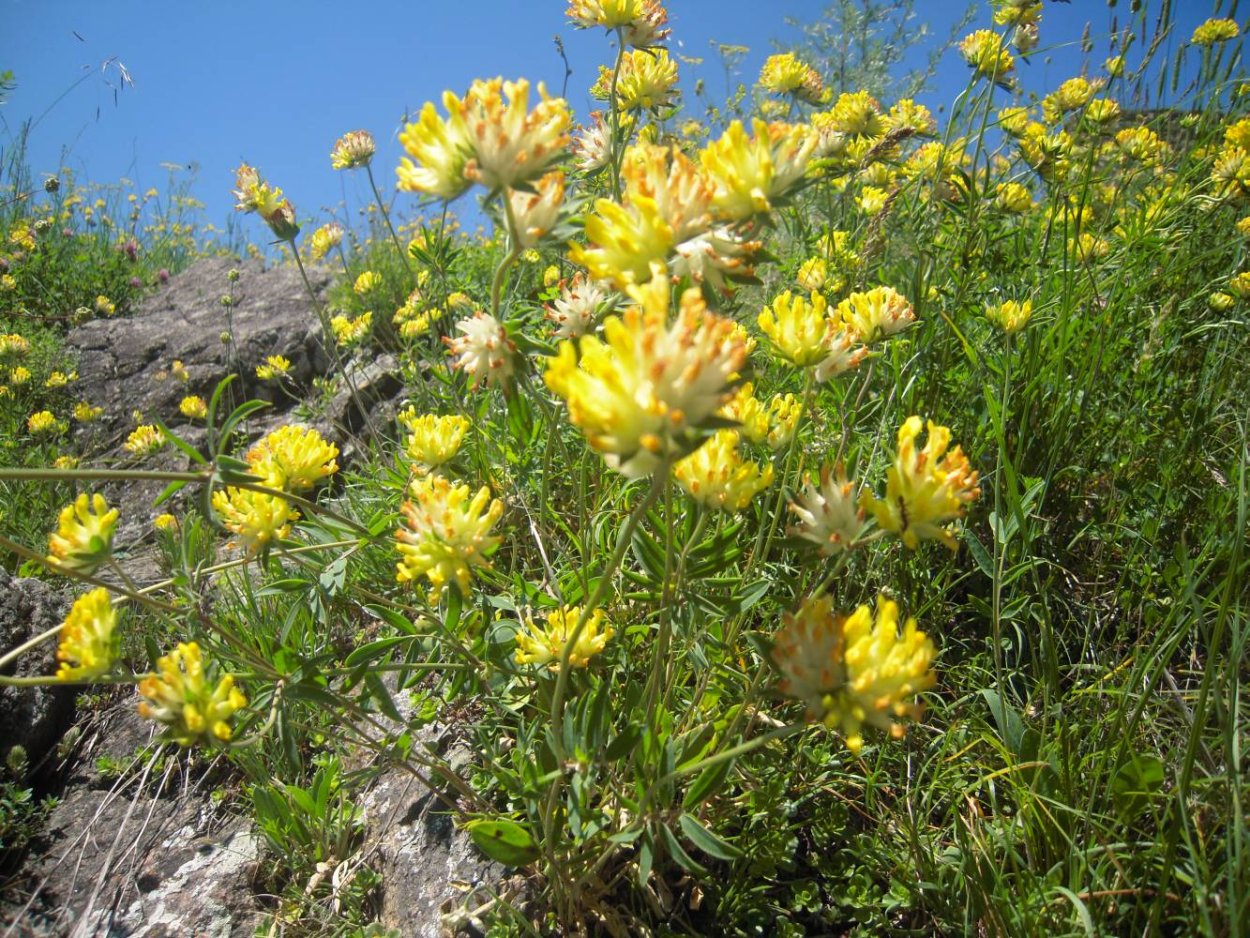 Язвенник обыкновенный