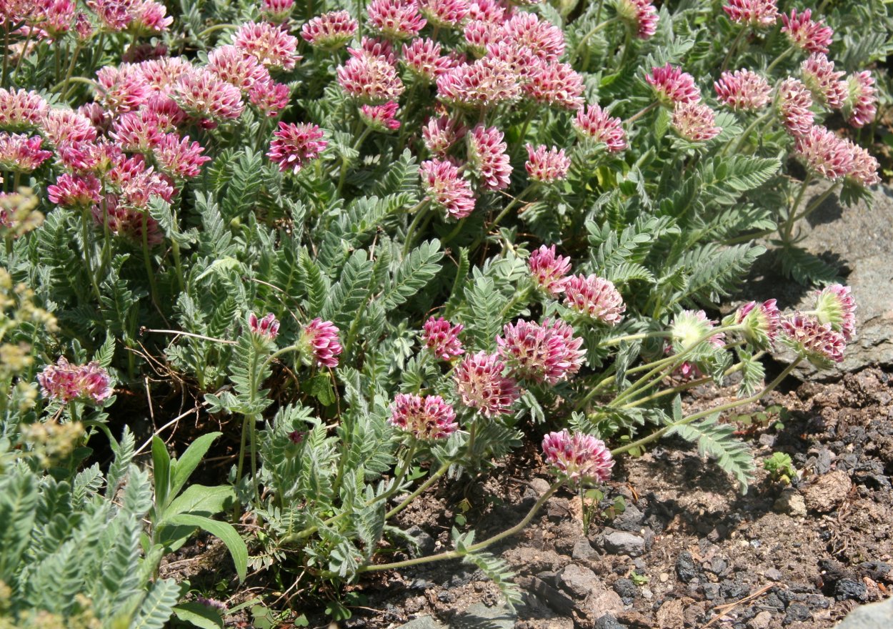 Язвенник горный (Anthyllis Montana)