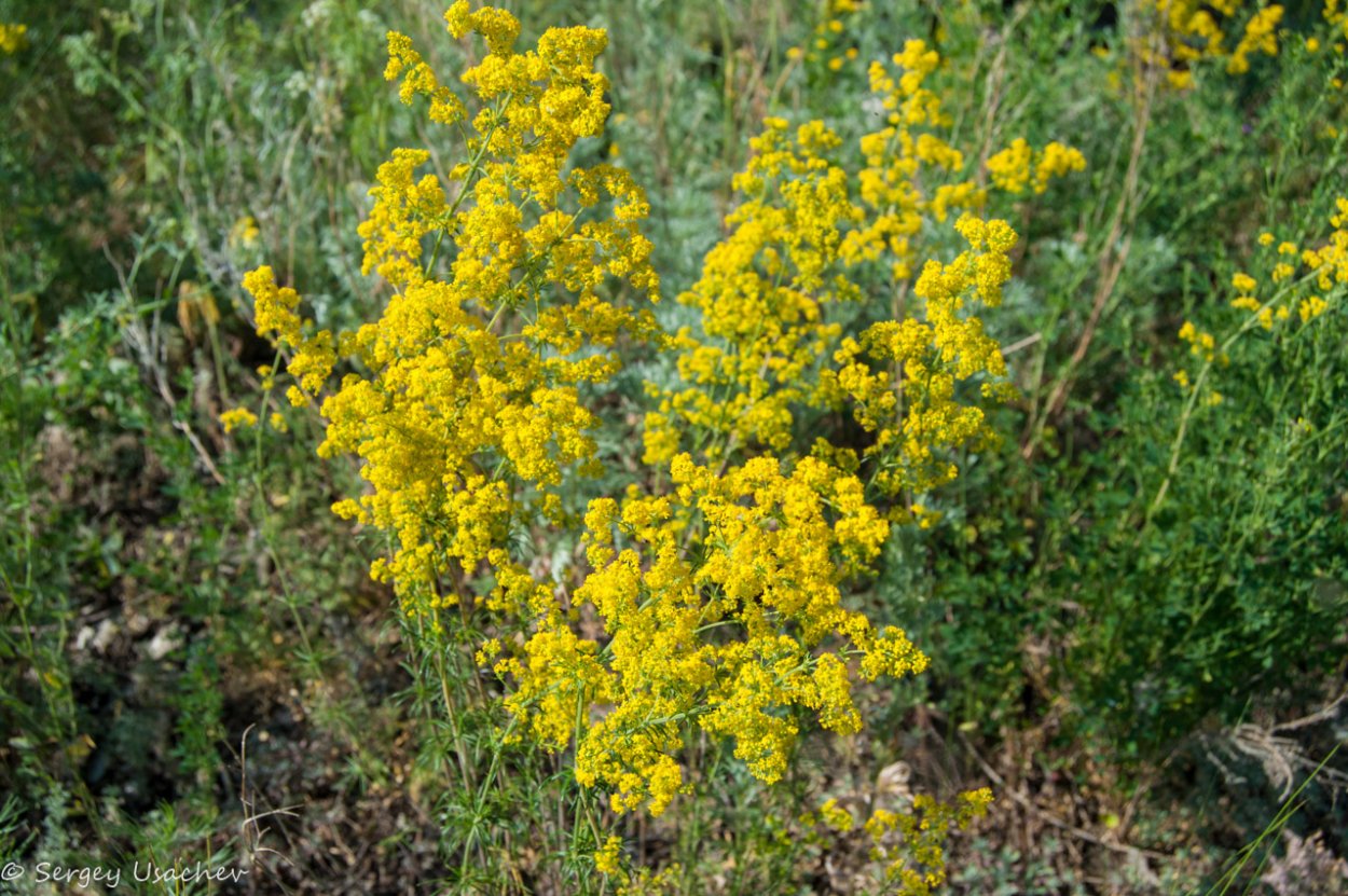 Щавель обыкновенный Rumex acetosa
