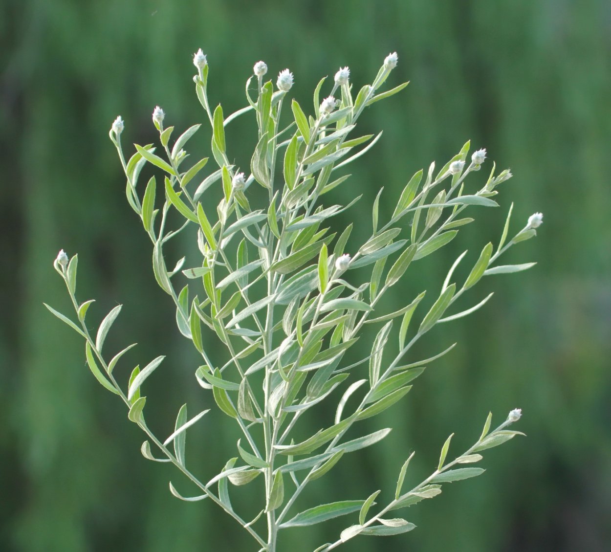 Трава Трехлистка Болотная