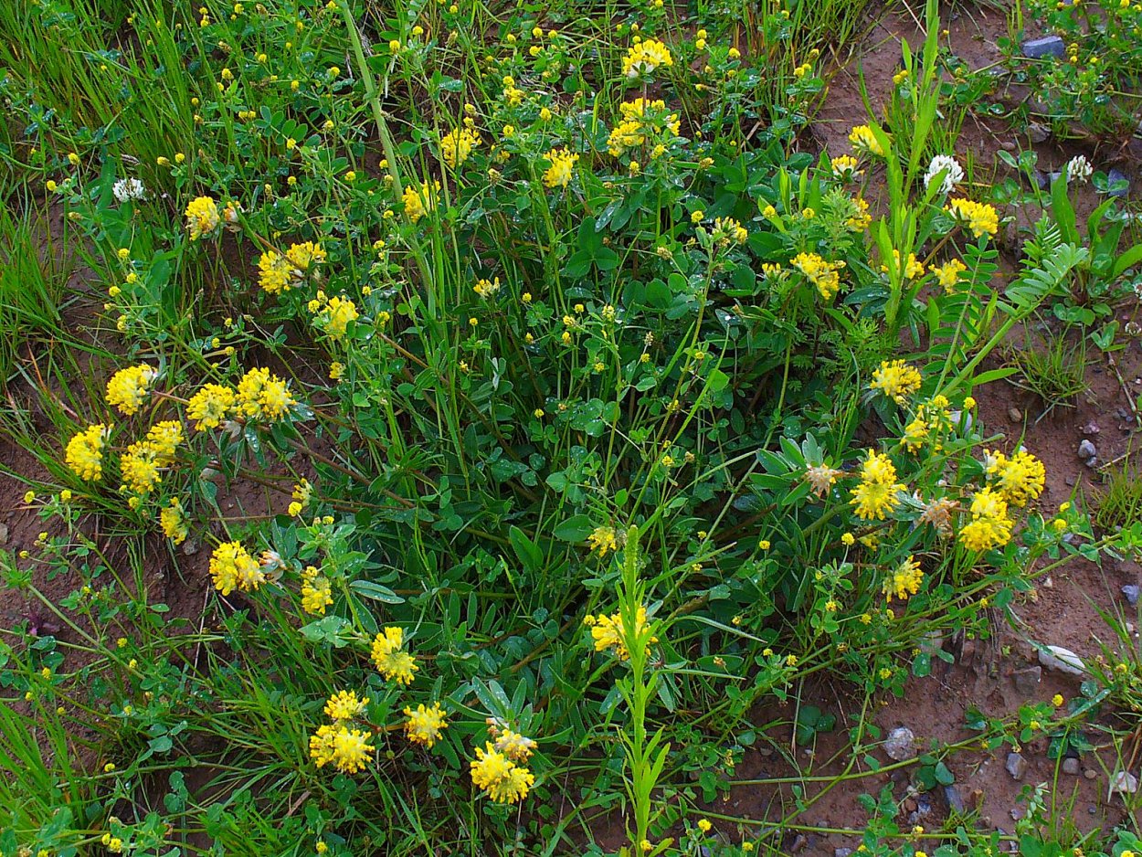 Язвенник крупноголовчатый