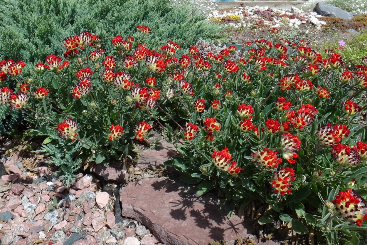 Язвенник антисептик