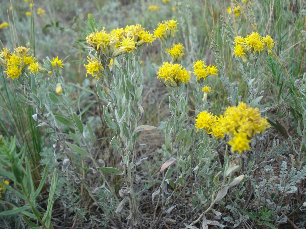 Солянка Salsola