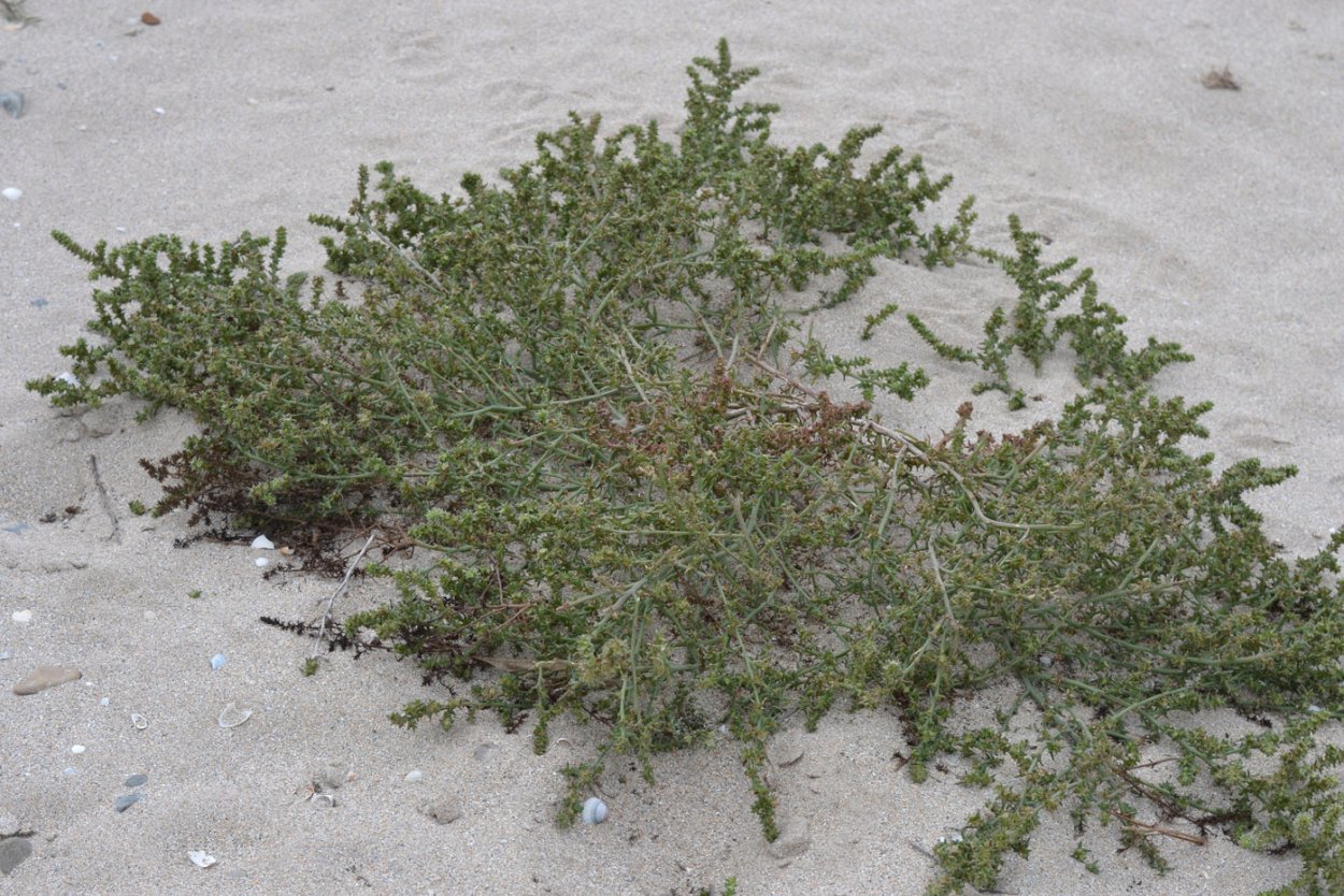 Курай солянка русская Salsola Australis