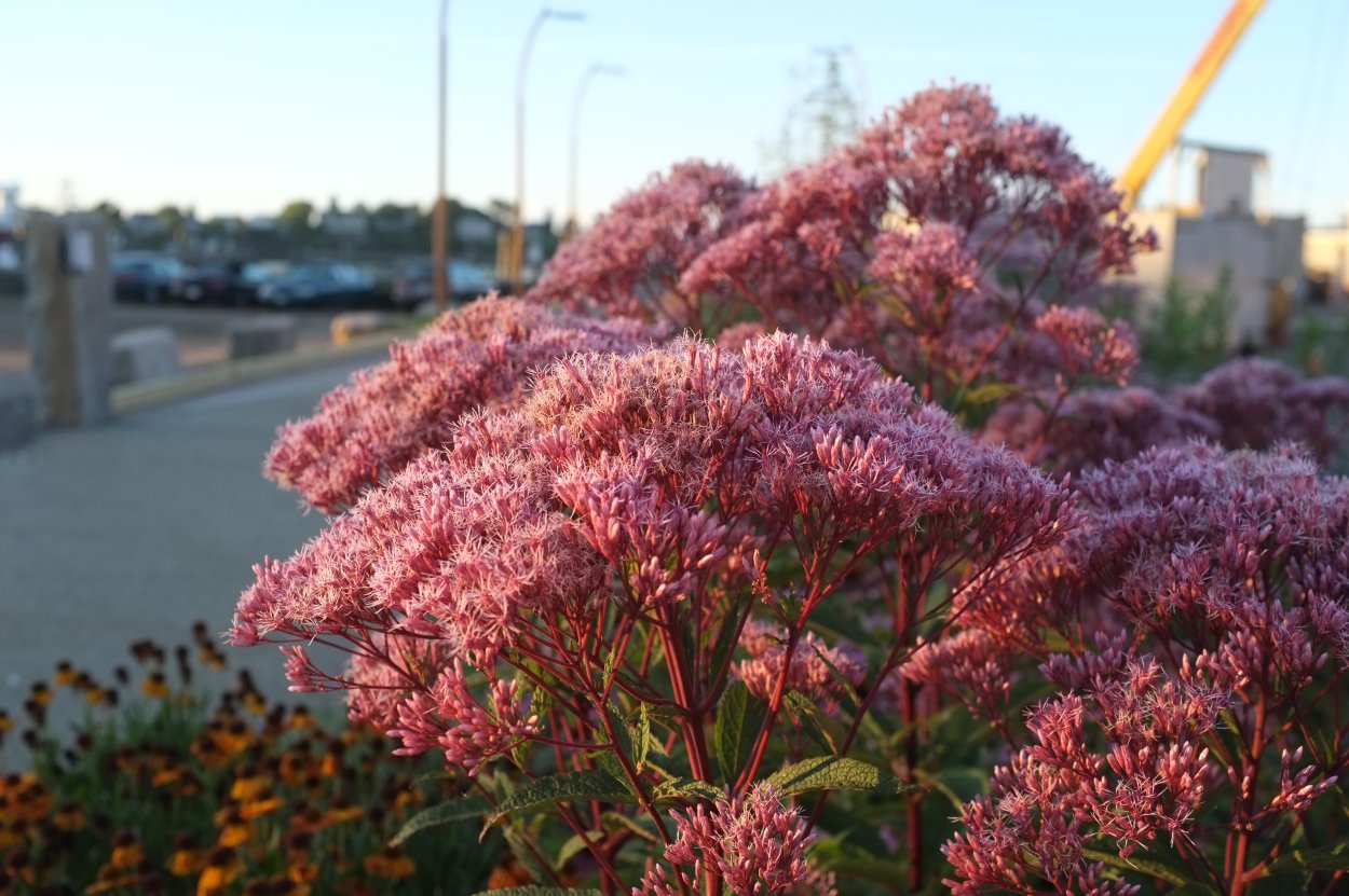 Полынь, прутняк, солянка