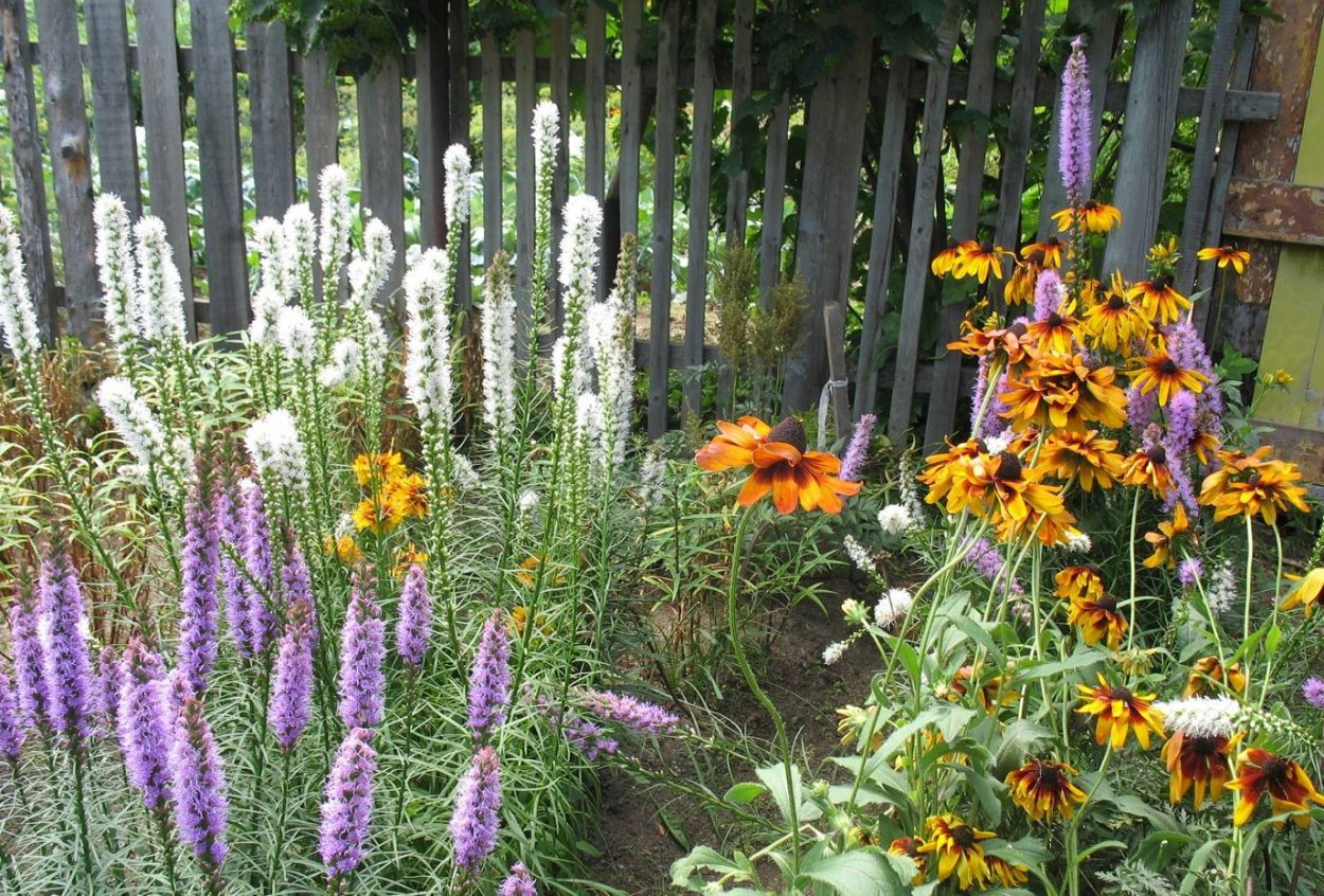 Лиатрис цветок