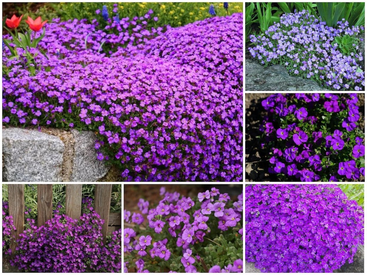 Обриета чарующий Марокко