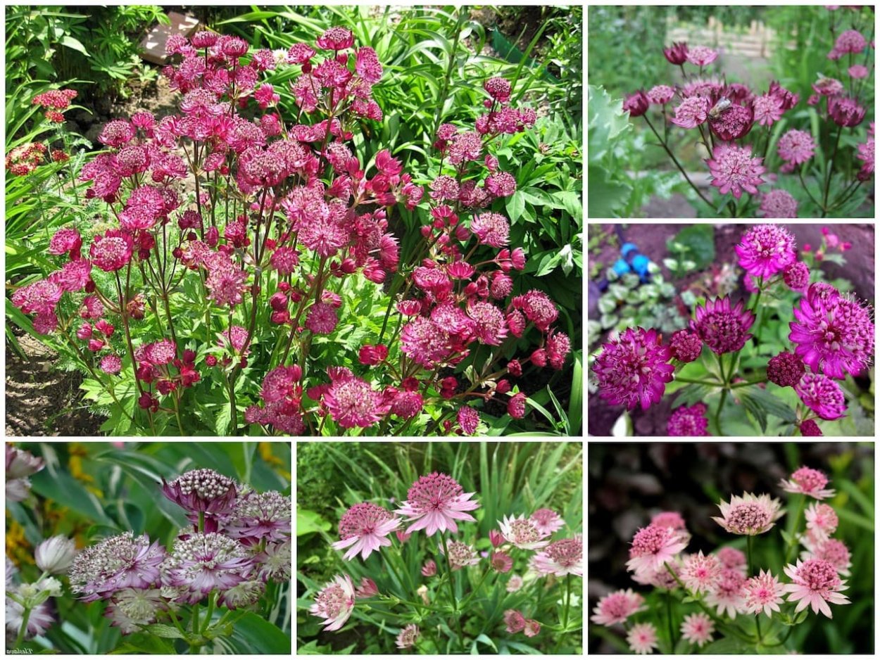 Астра Астранция крупная