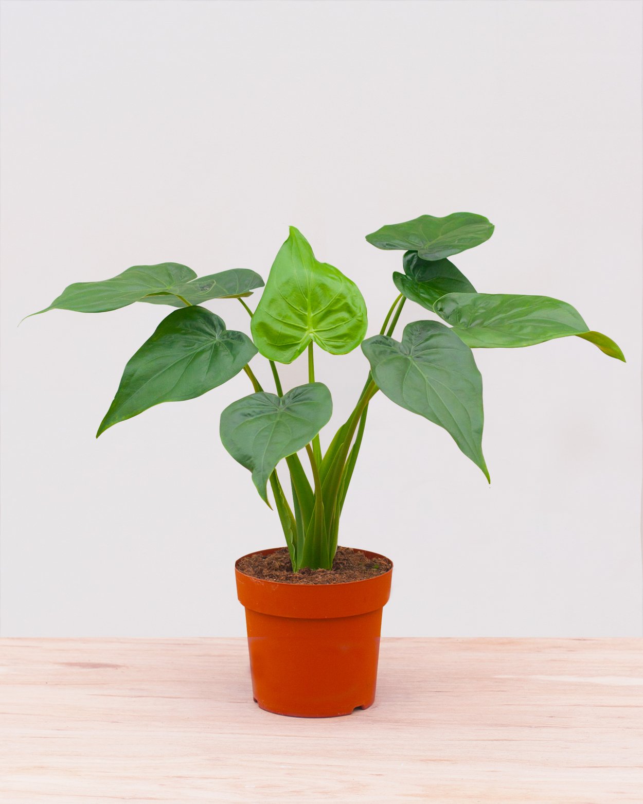 Алоказия лонгилоба