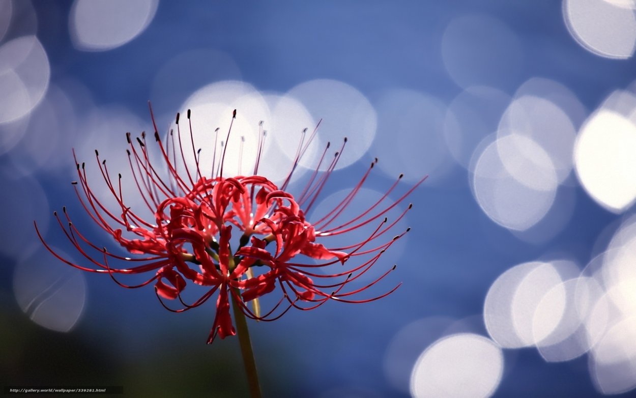 Хиганбана ликорис