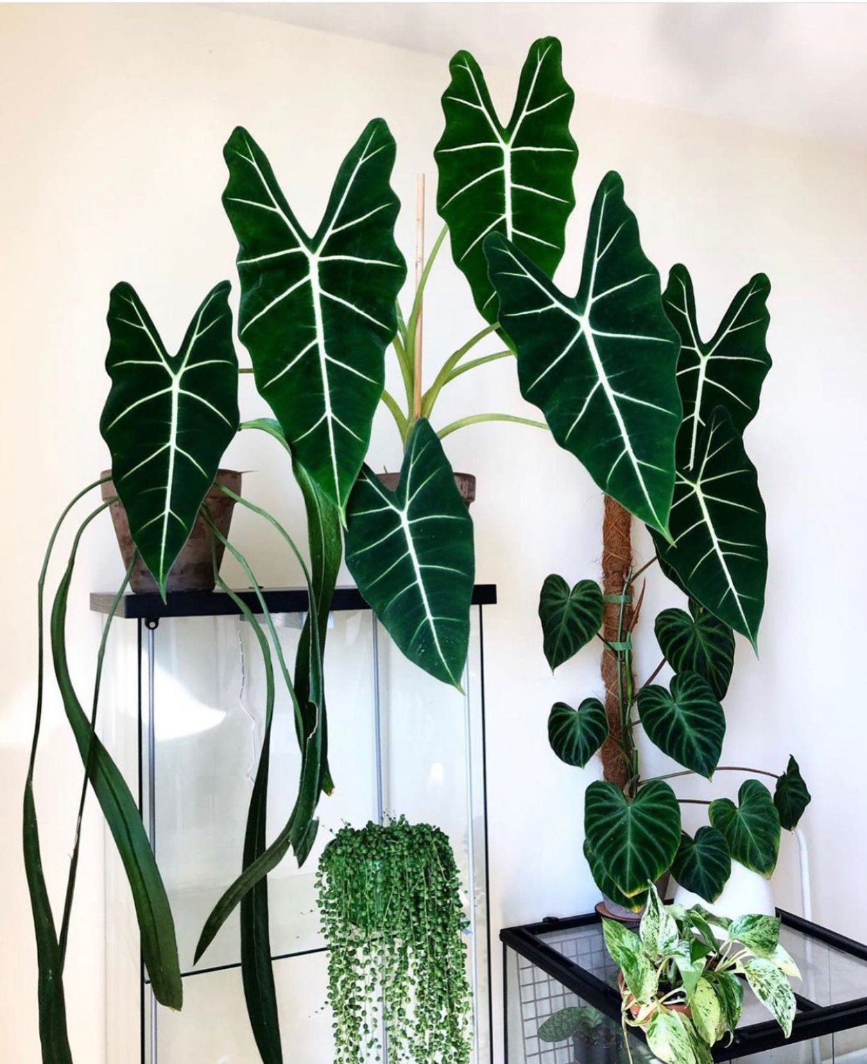 Алоказия тигровая