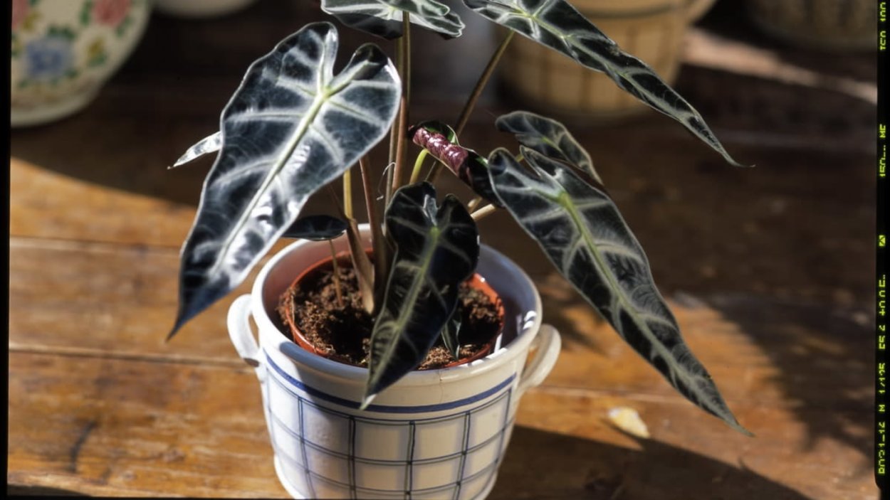 Алоказия Полли Бамбино