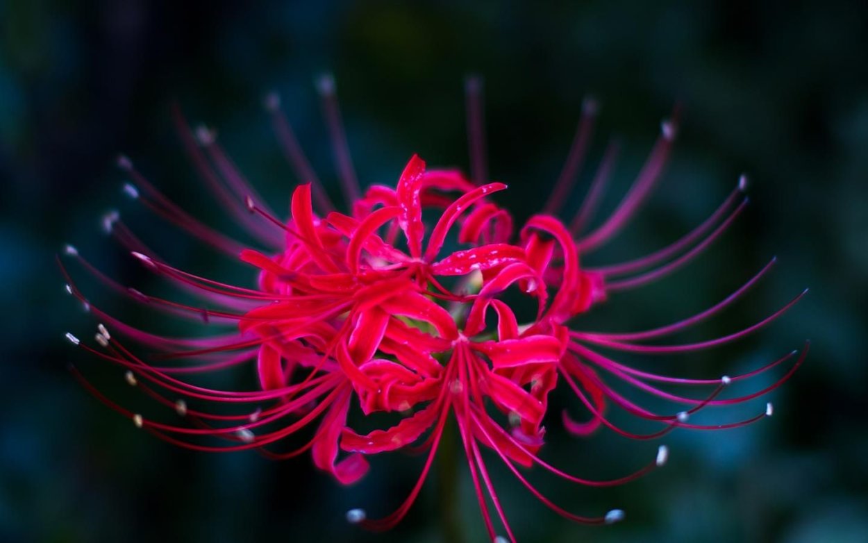 Ликорис Паучья Лилия