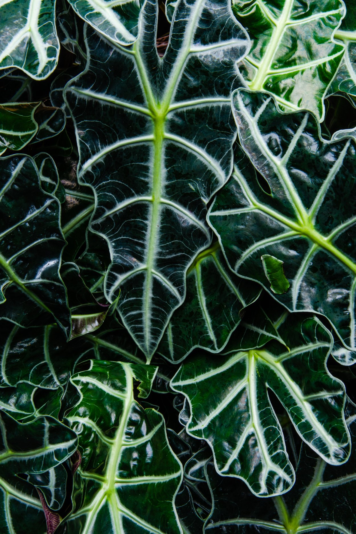 Алоказия longiloba