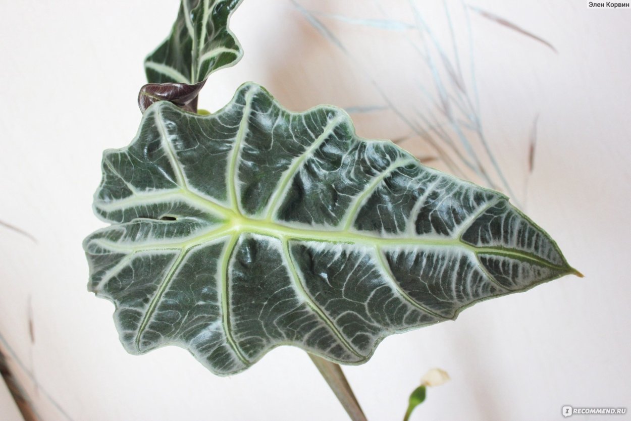 Алоказия Мохито