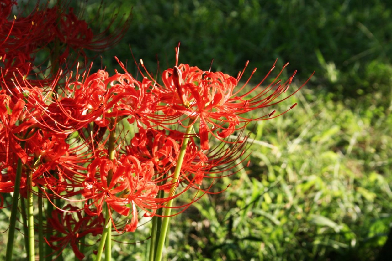 Ликорис Паучья Лилия