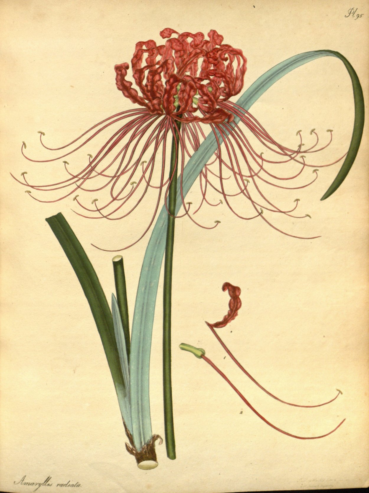 Хиганбана ликорис