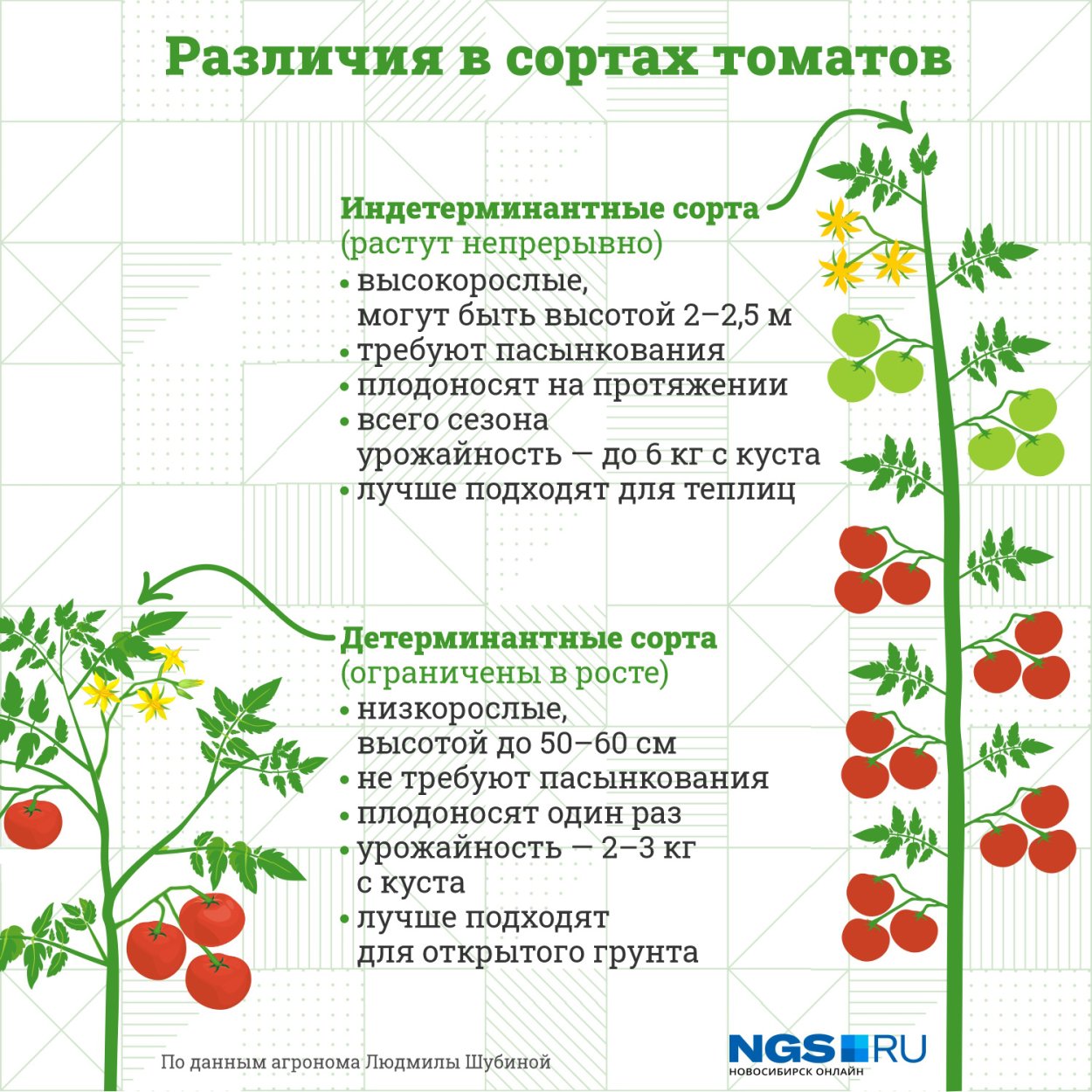 Детерминантные сорта томатов что это такое