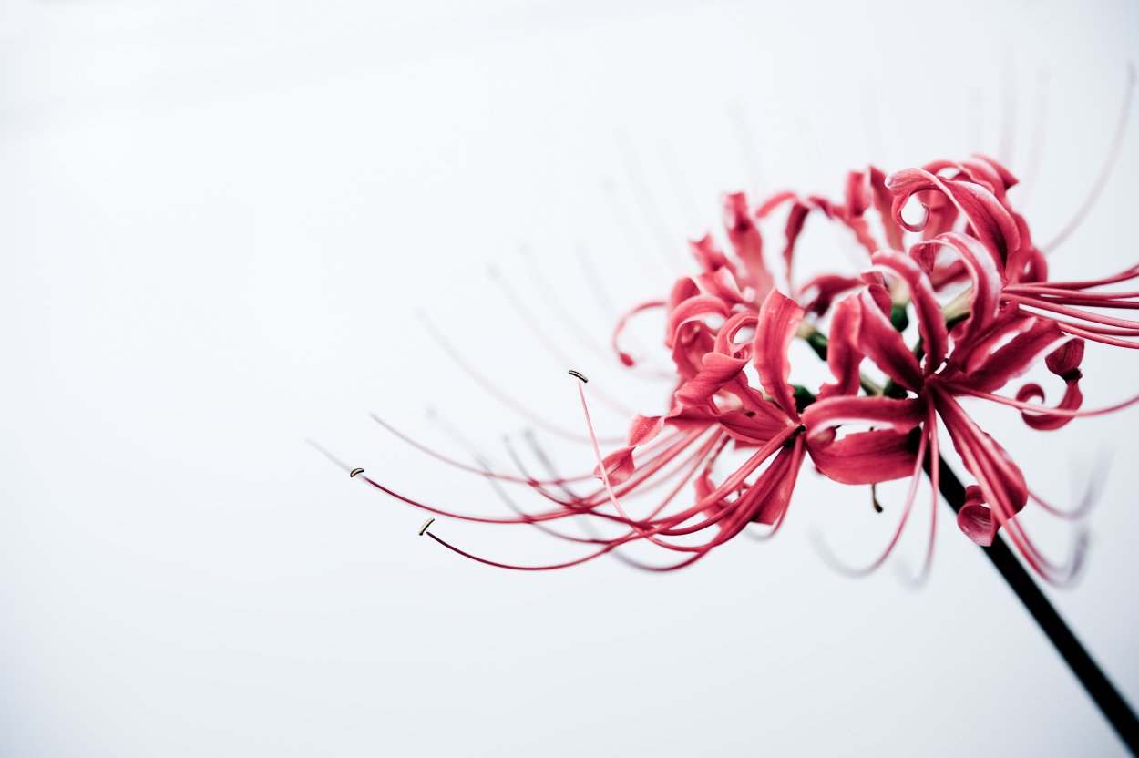 Ликорис в Японии