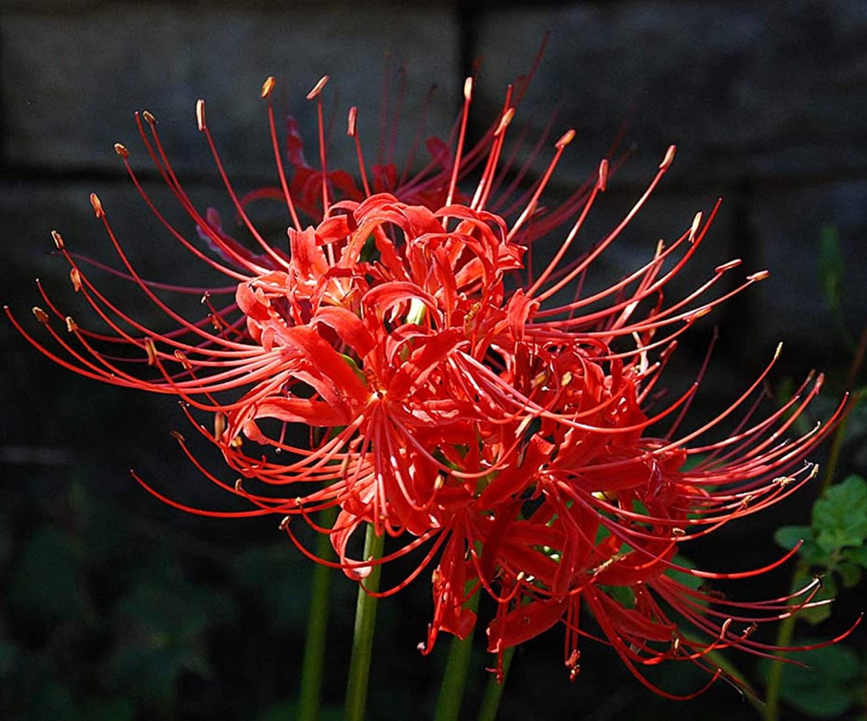 Хиганбана ликорис