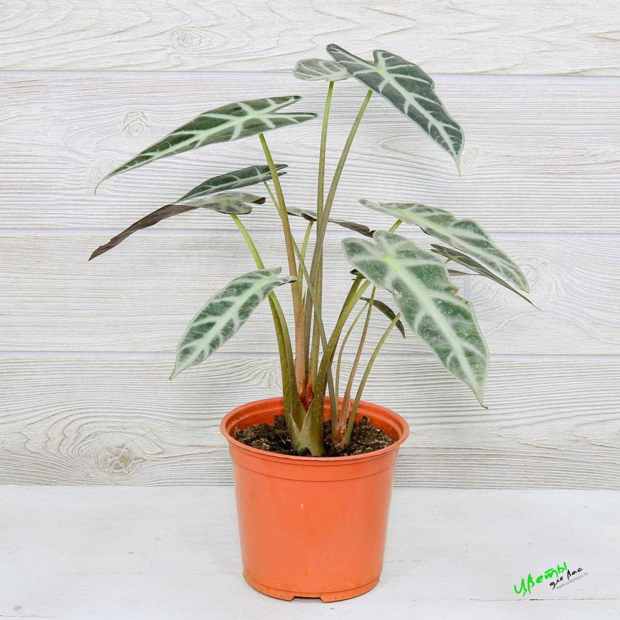 Алоказия heterophylla