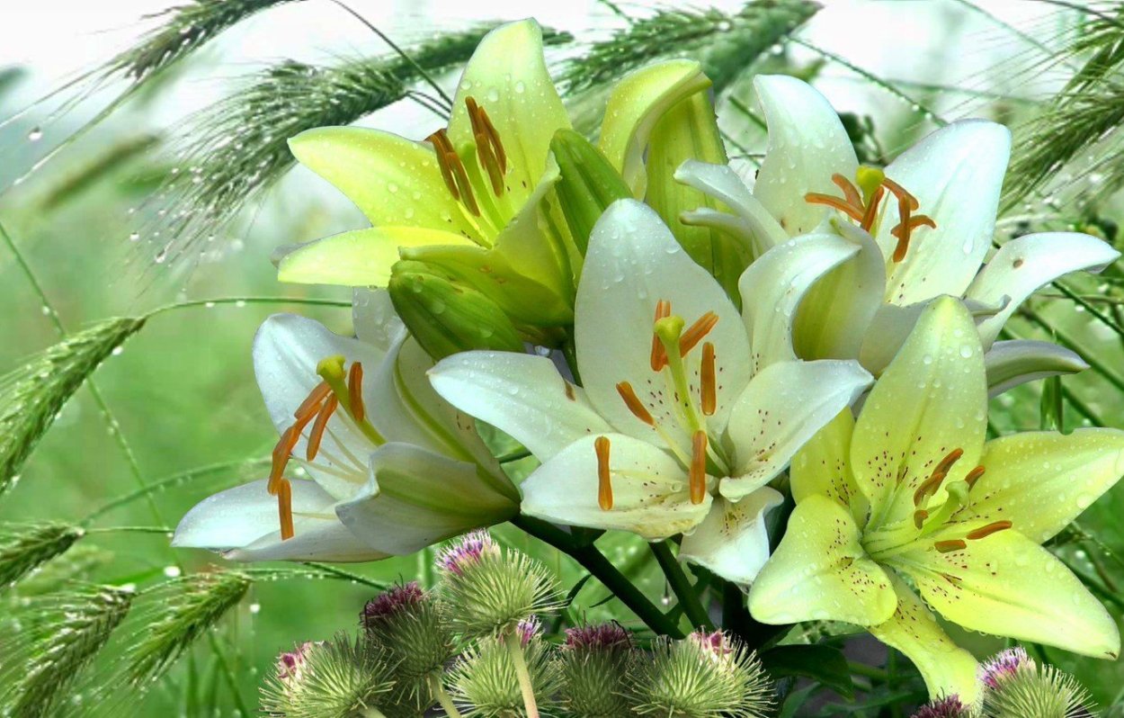 Разные цветы