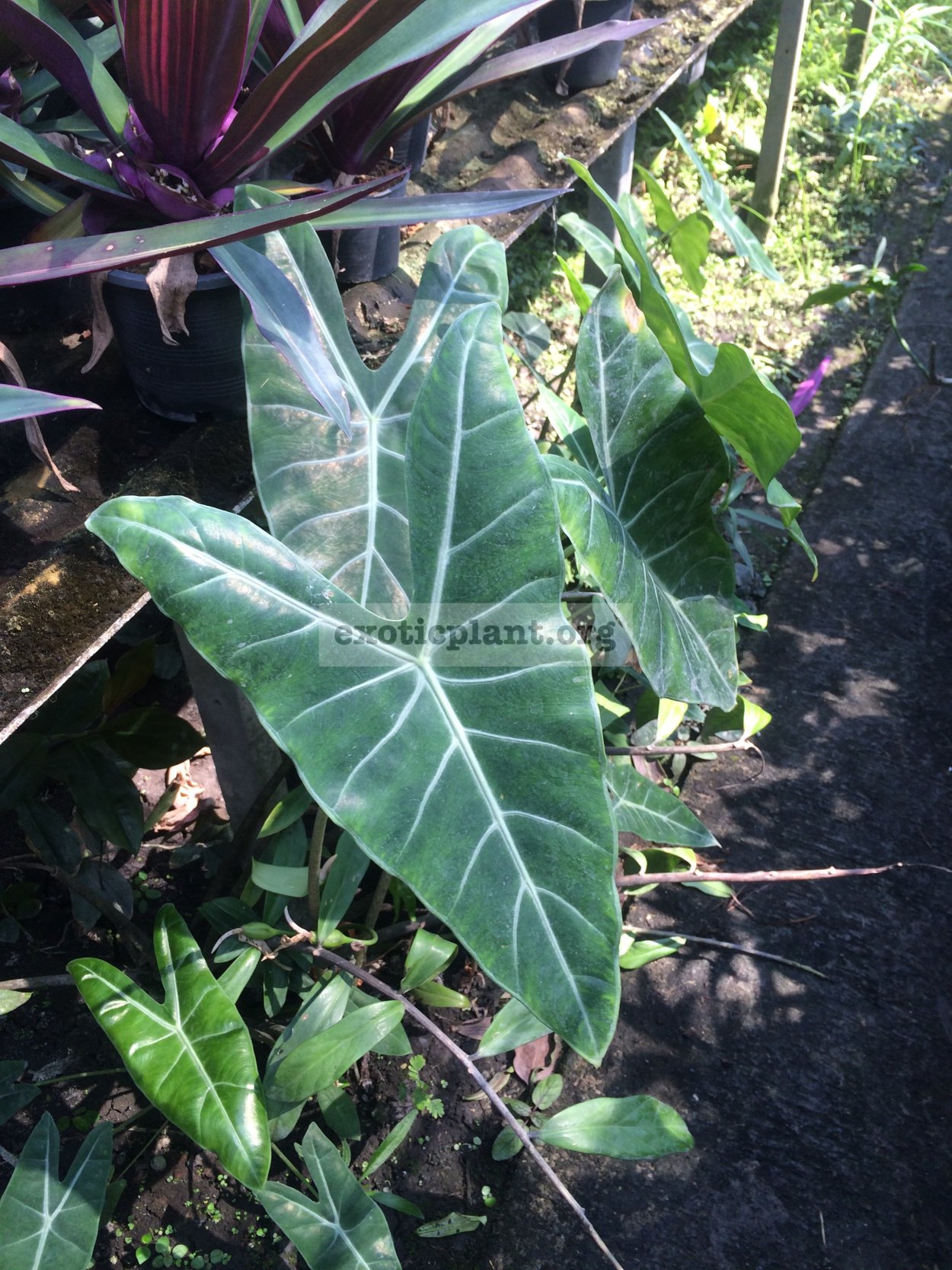 Алоказия лонгилоба Кобра