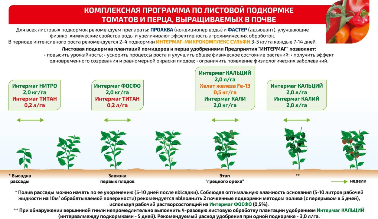 Схема подкормки помидоров в теплице