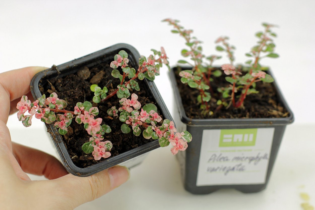 Пилея Микрофилла