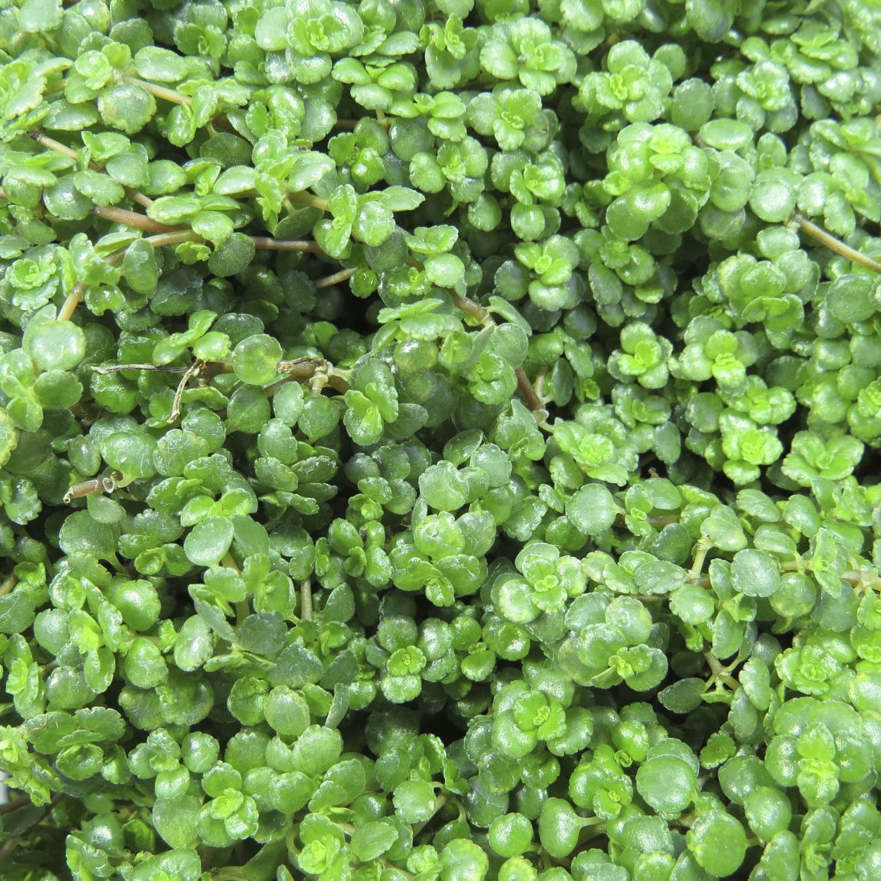 Пилея Милано