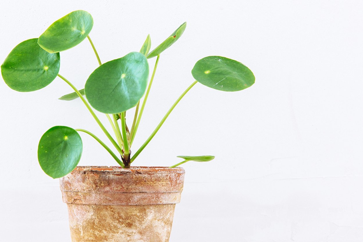 Пилея пеперомиевидная Мохито