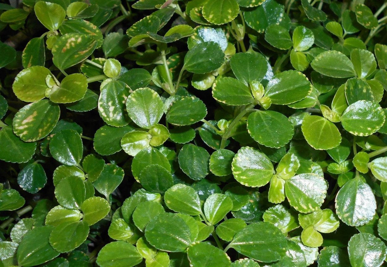 Пилея нумуларифолия