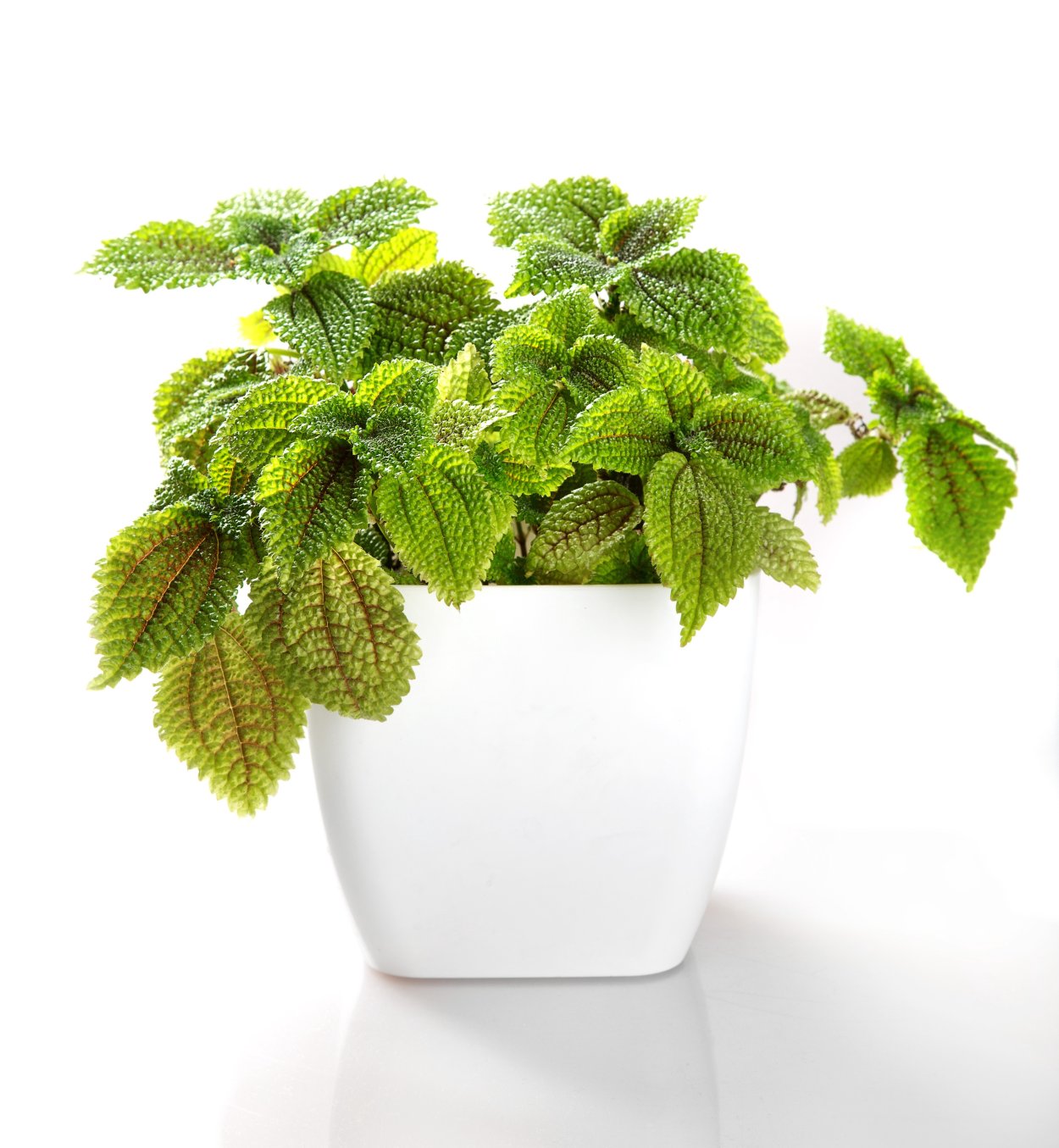 Пилея Лунная