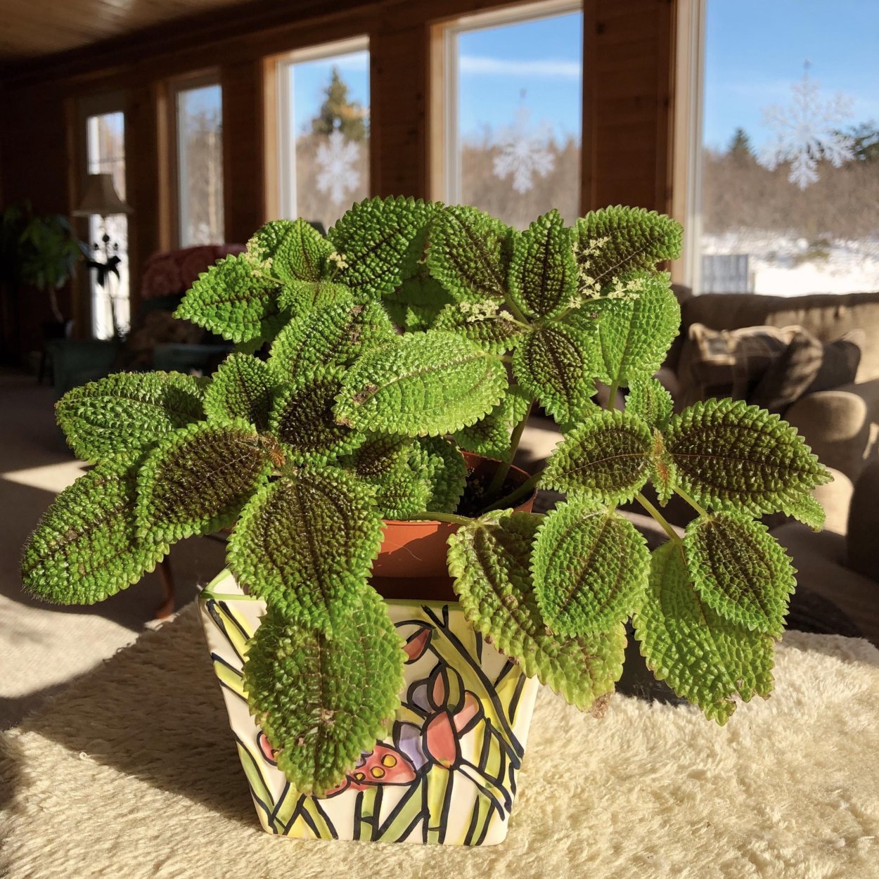 Пилея лягушка цветок комнатный