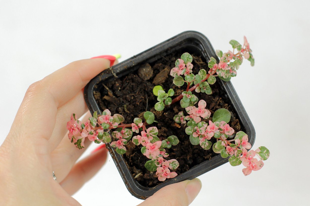 Pilea microphylla ‘Tricolor’