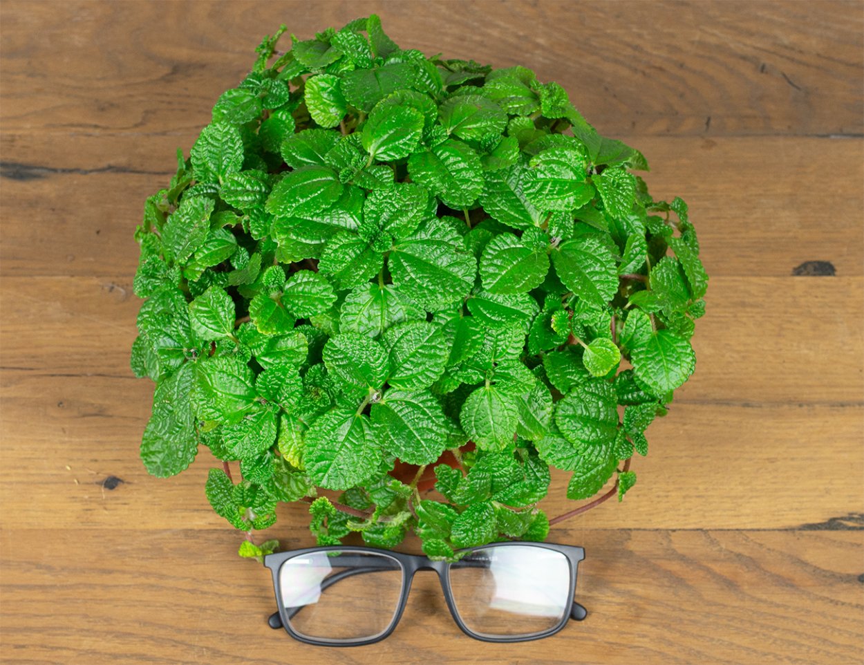 Пилея мшистая