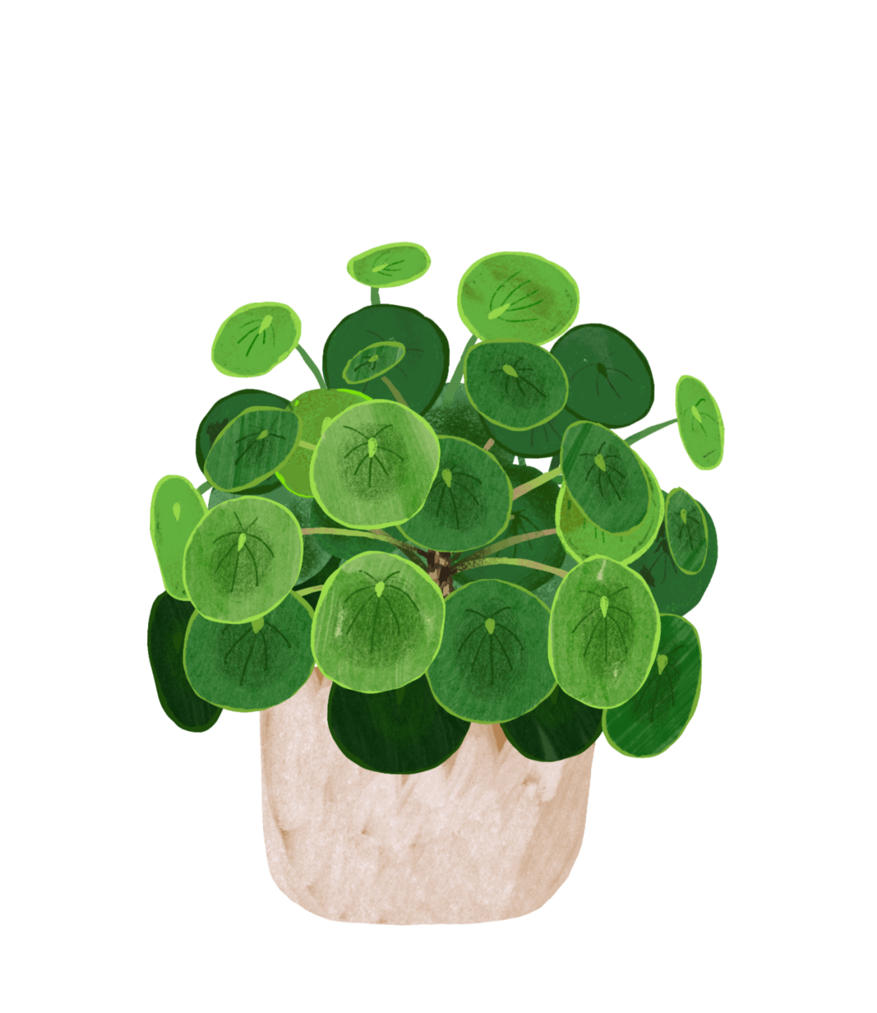 Пилея пеперомиевидная