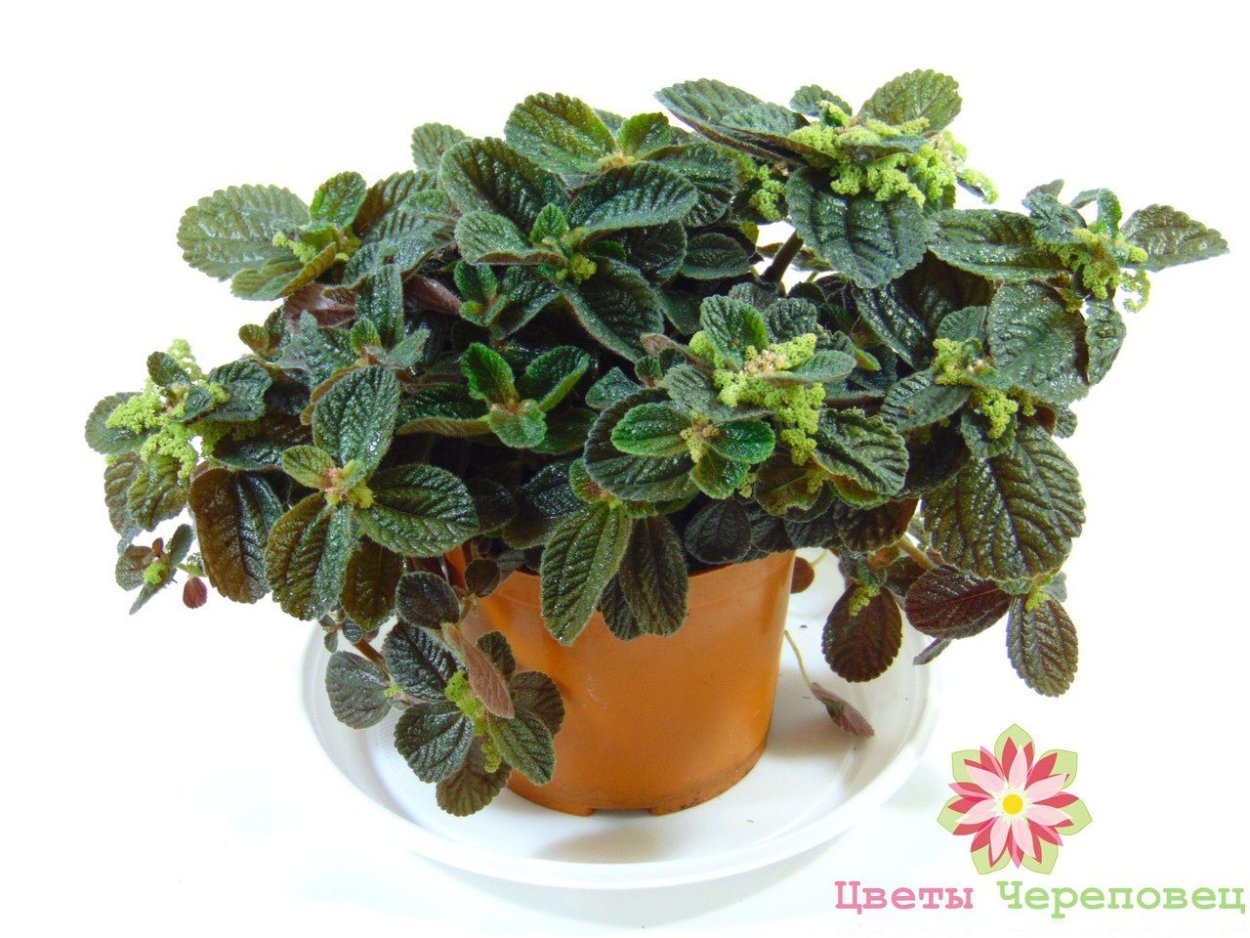 Пилея гибридная