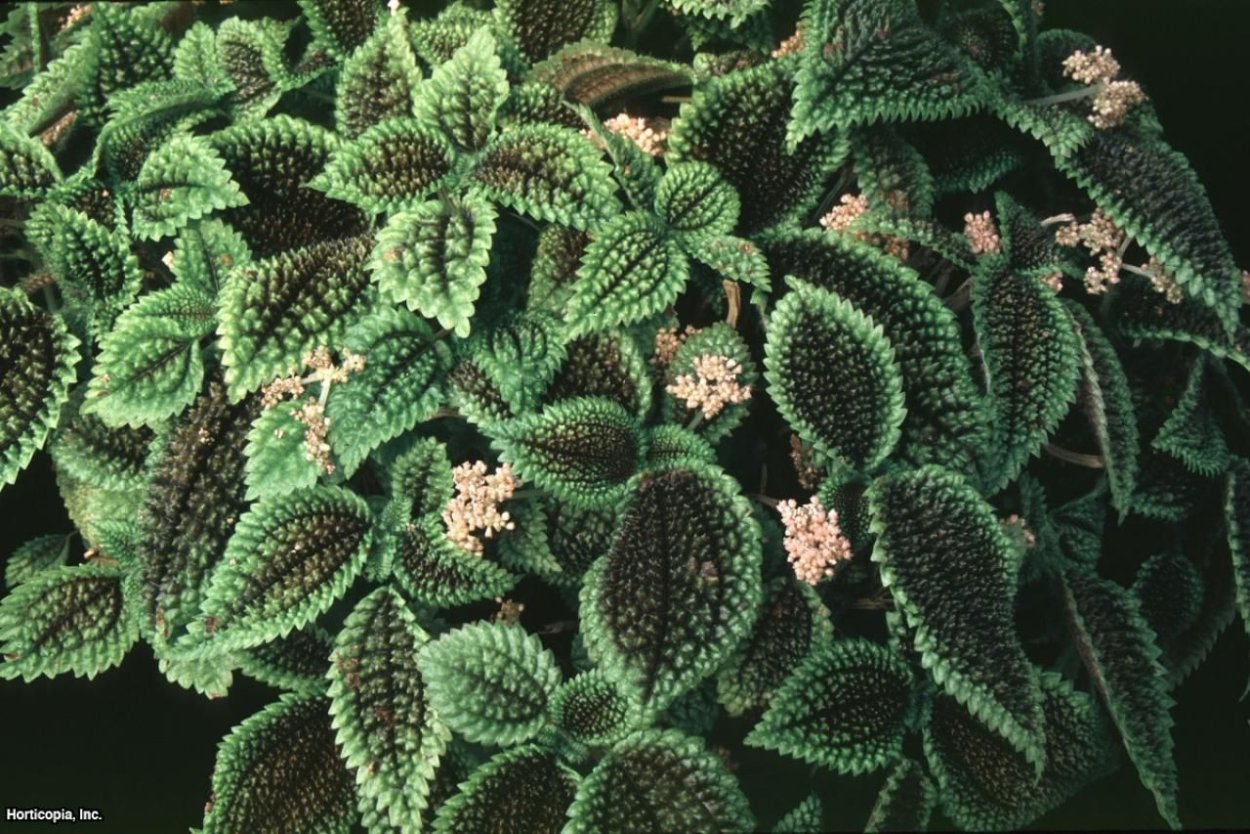 Пилея мелколистная ампельные