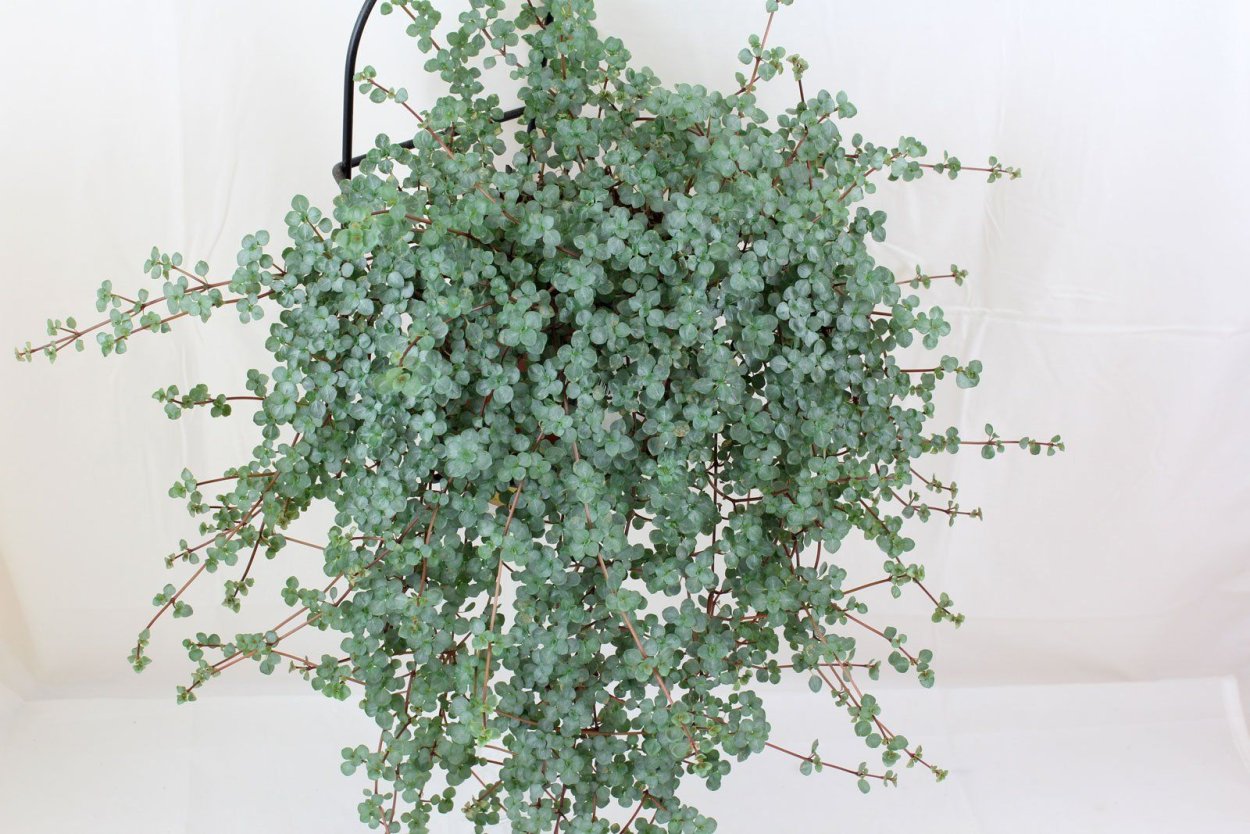 Пилея крокодил