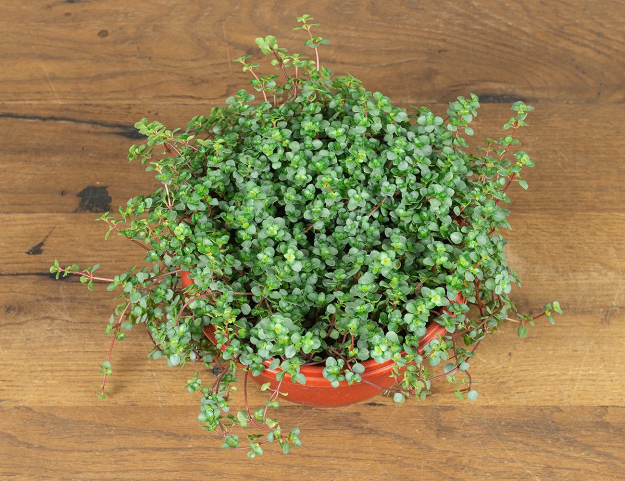 Кашпо подвесное пилея мшистая