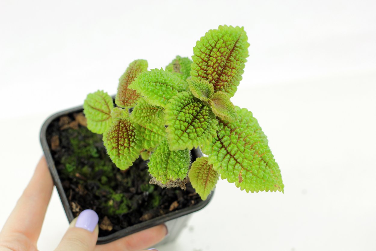 Пилея Норфолк цветок