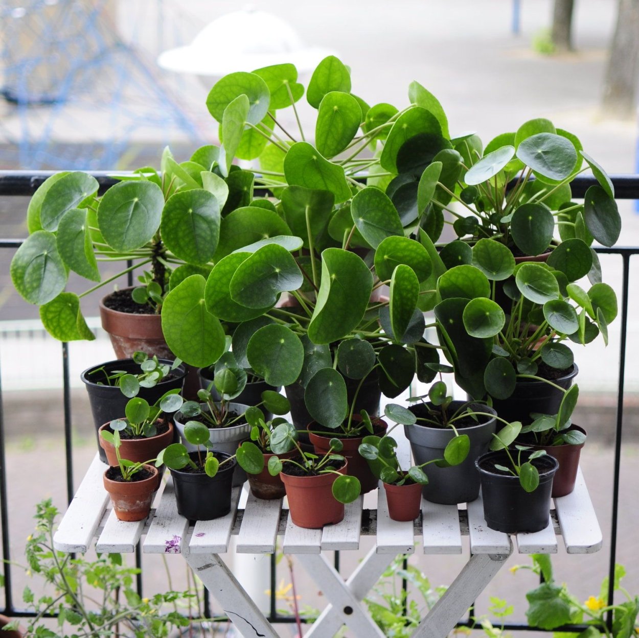 Pilea cadierei propagation