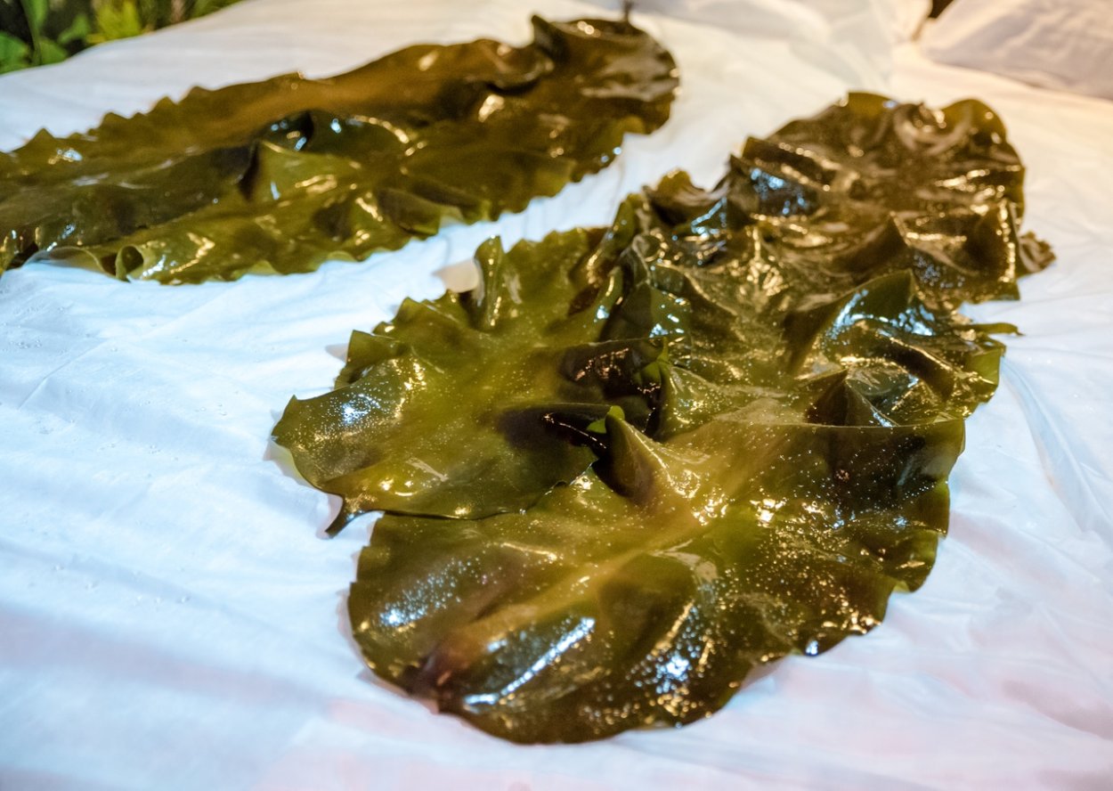 Строение многоклеточной ламинарии