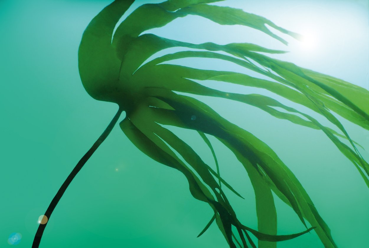 Ламинария дигитата